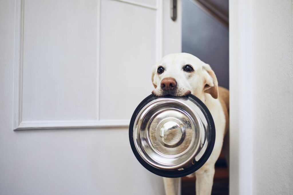 Hungriger Hund mit Napf