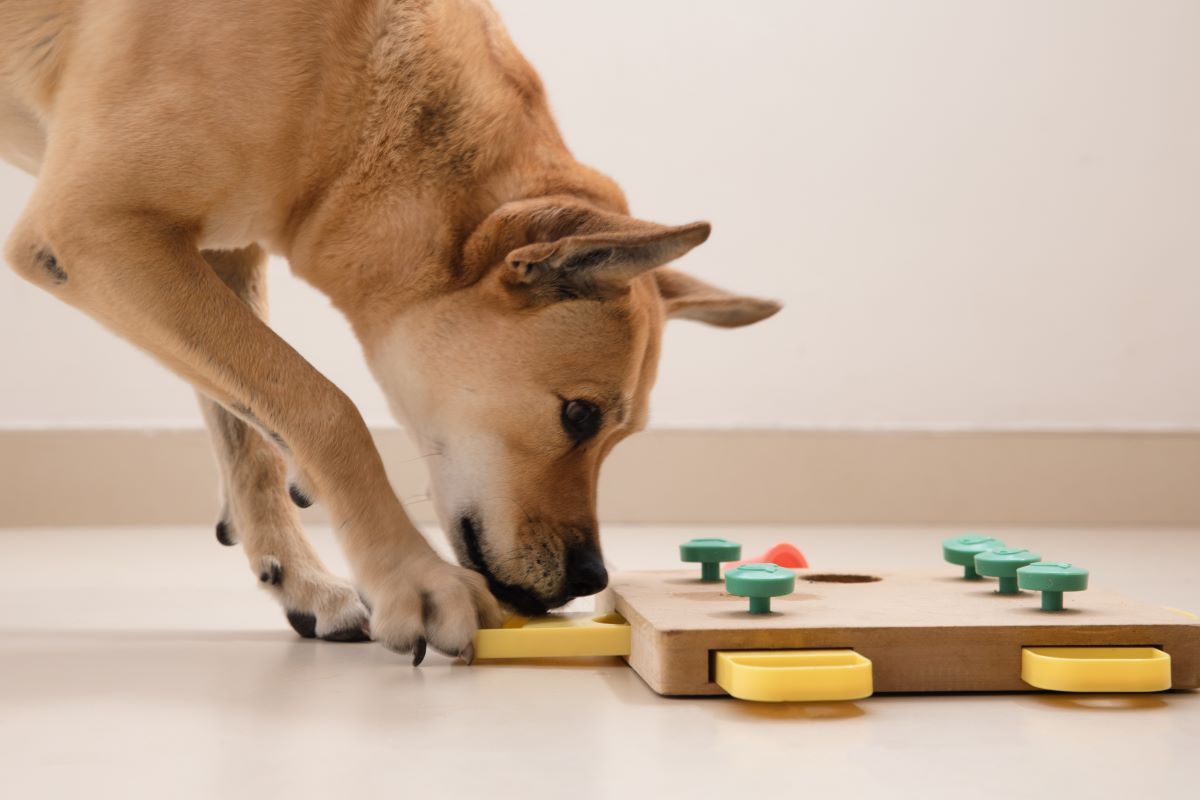 intelligenzspielzeug-hund