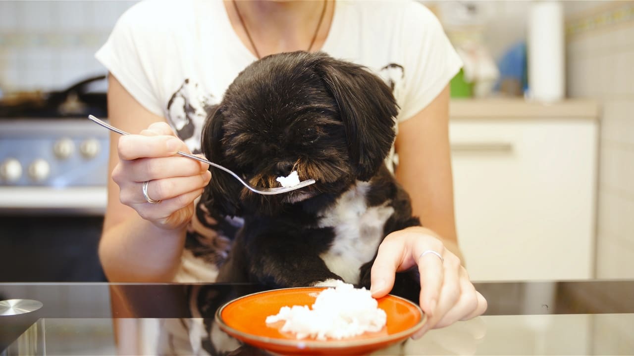 Dürfen Hunde Reis essen