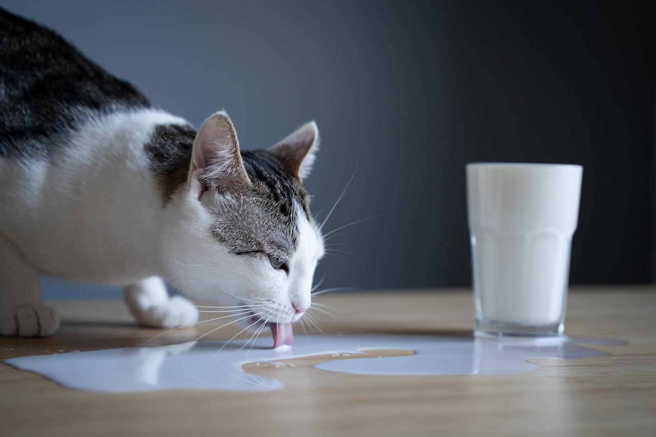 Laktosefreie Milch für Katzen