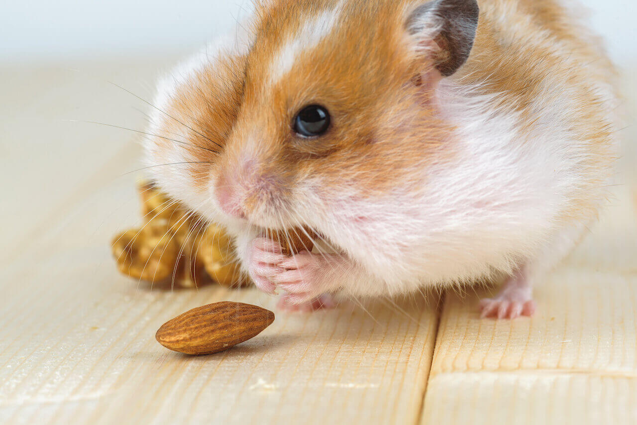 Was dürfen Hamster essen
