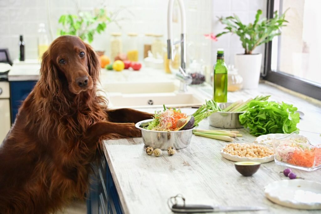 dürfen hunde salat essen