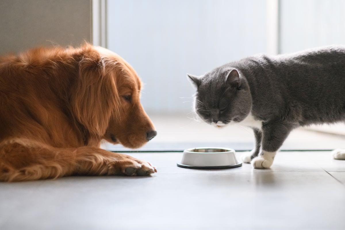 golden-retriever-and-british-shorthair-cats-are-eating