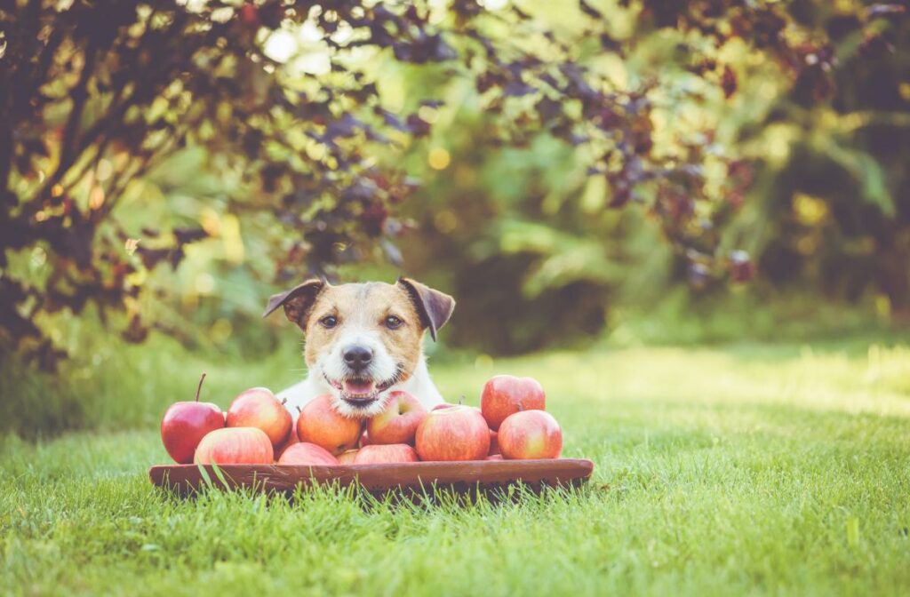 happy-dog-with-crop-of-sweet-apples-in-wooden-bowl-at-orchard-2