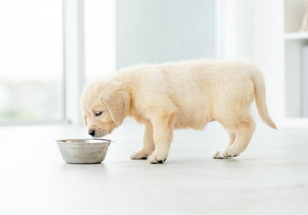 retriever-puppy-eating-from-bowl-2