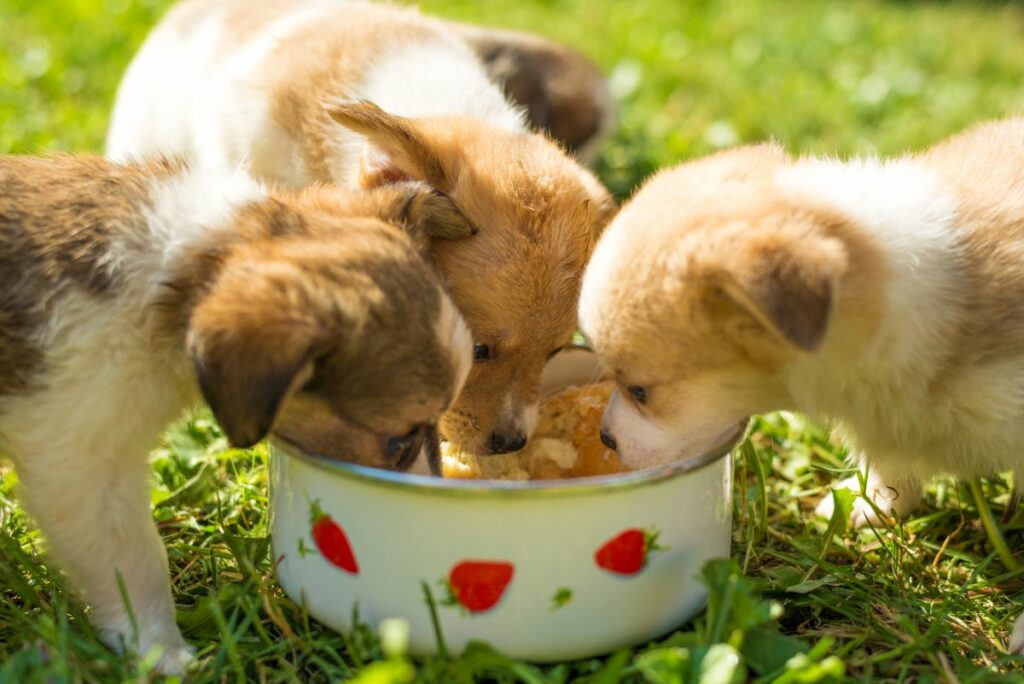 little-puppies-eating-out-of-bowl