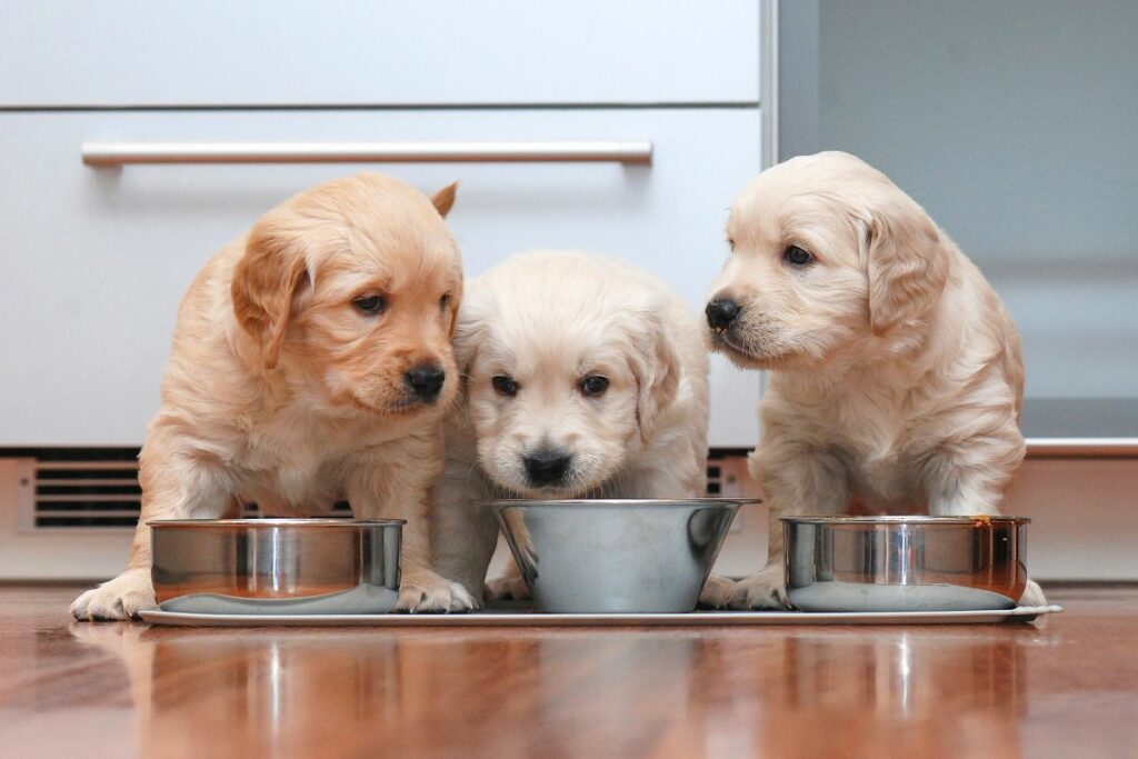 puppies-eating-food-in-the-kitchen-like-little-gourmets