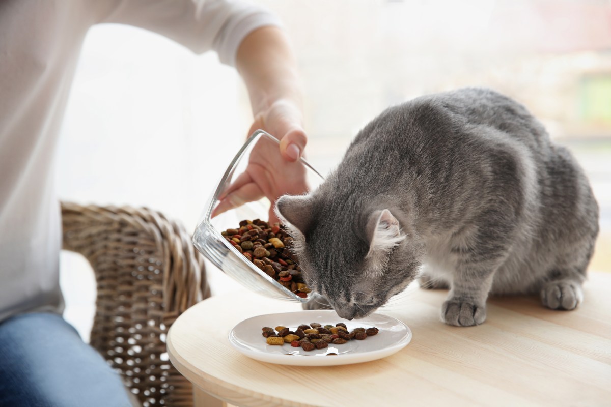 Futtermenge Trockenfutter Katze Tabelle