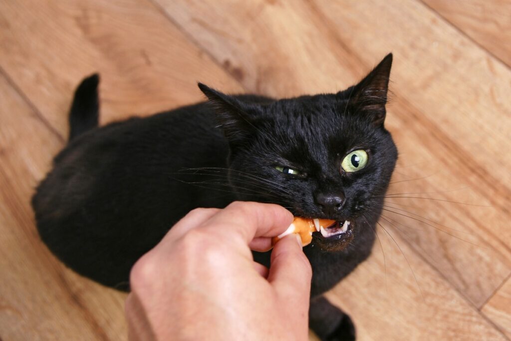 Katzen Durchfall Trockenfutter
