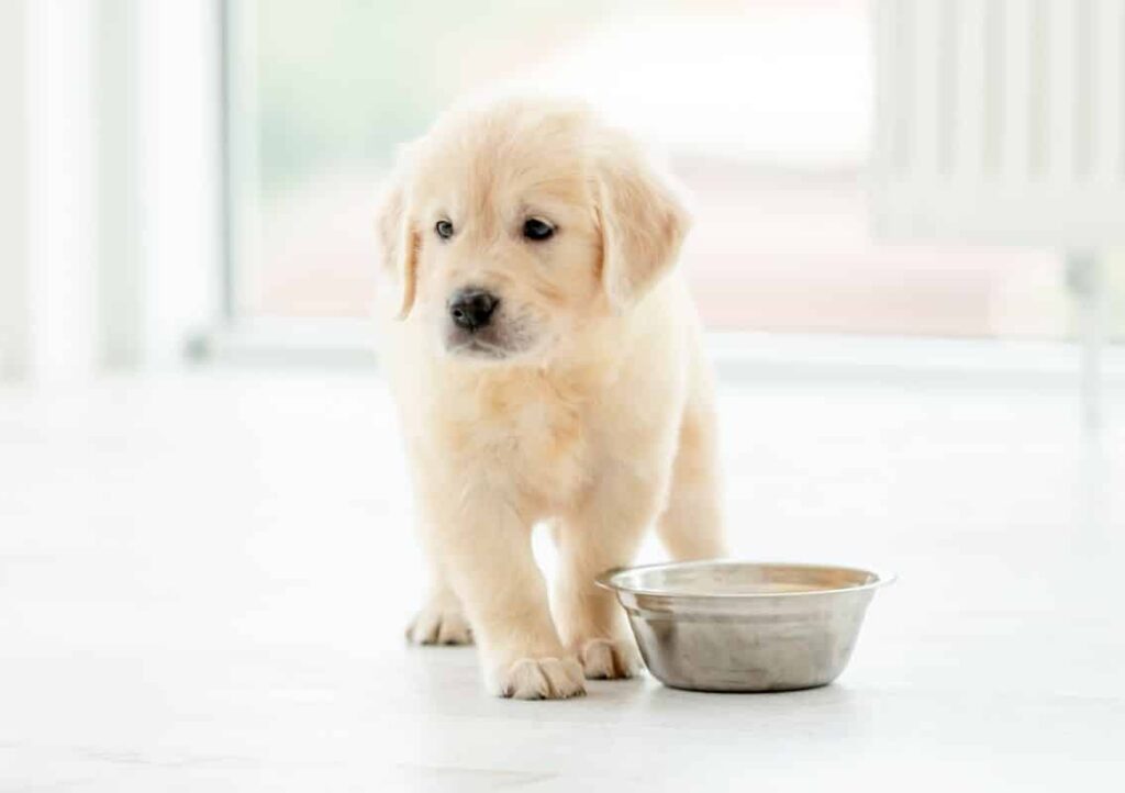 retriever-puppy-sits-near-bowl-2