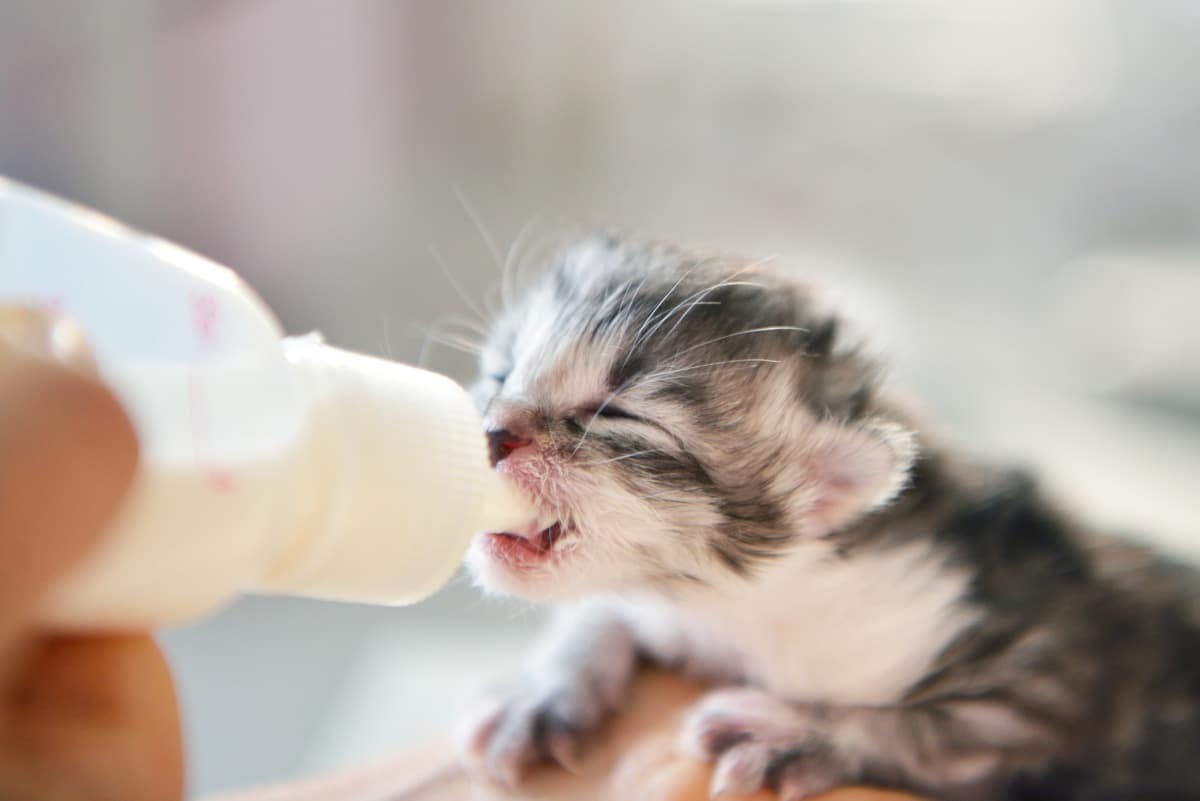 Kitten Milch