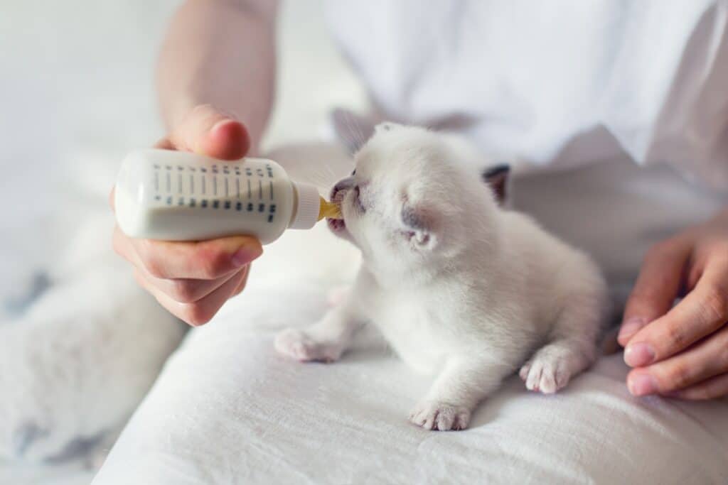 bottle-feeding-little-white-kitten-with-milk-replacer