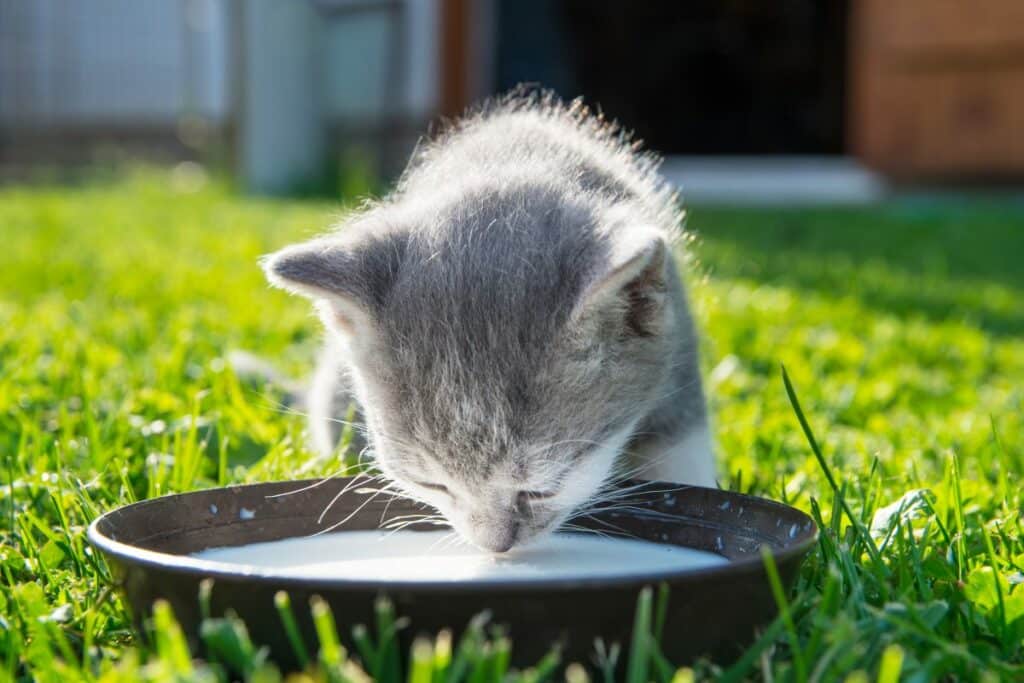 cute-cat-drinks-milk