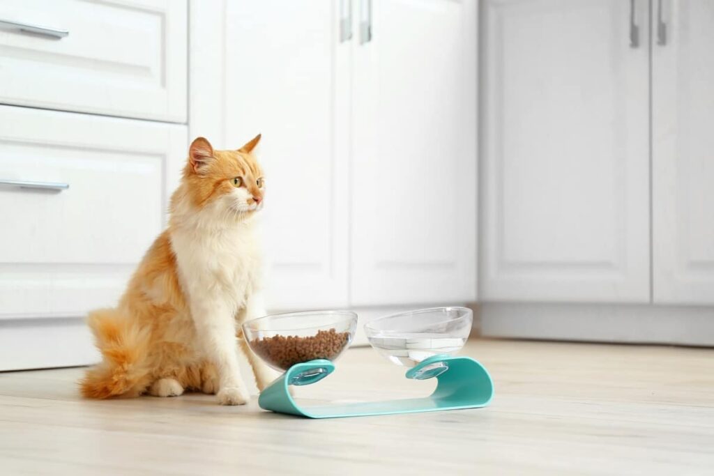 cute-cat-near-bowls-with-food-and-drink-at-home-2