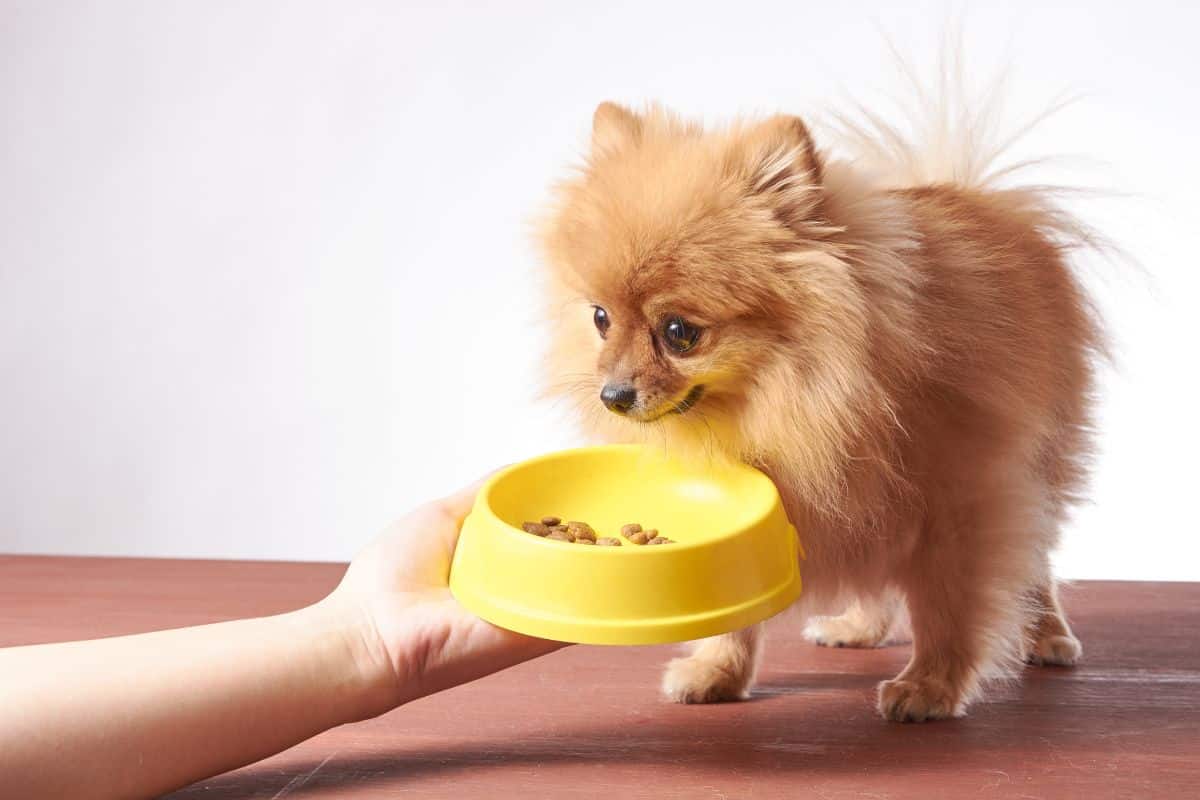 nice-taste-close-up-of-beautiful-dog-eating-from-the-bowl
