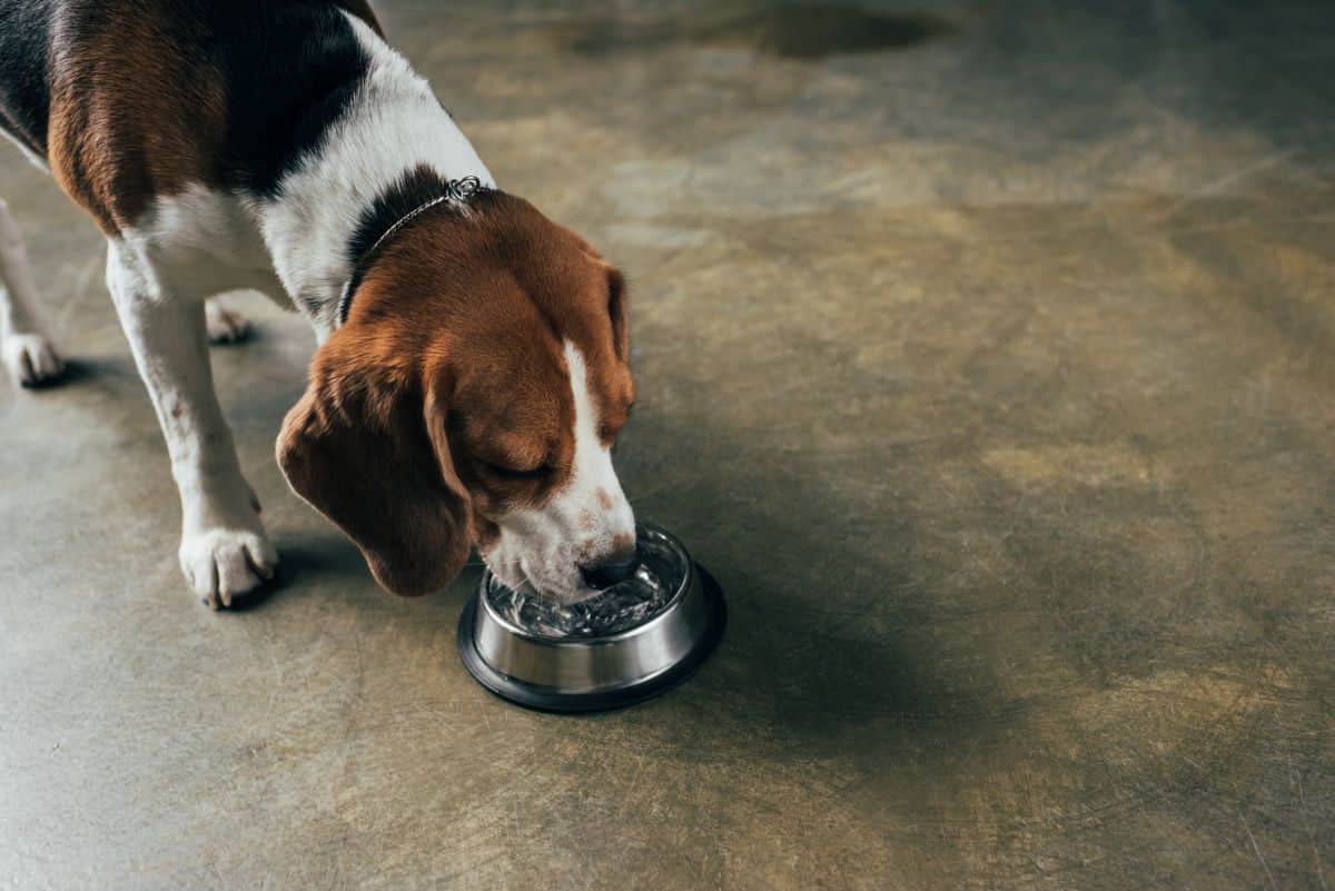 adorable-beagle-dog-drinking-water-from-bowl
