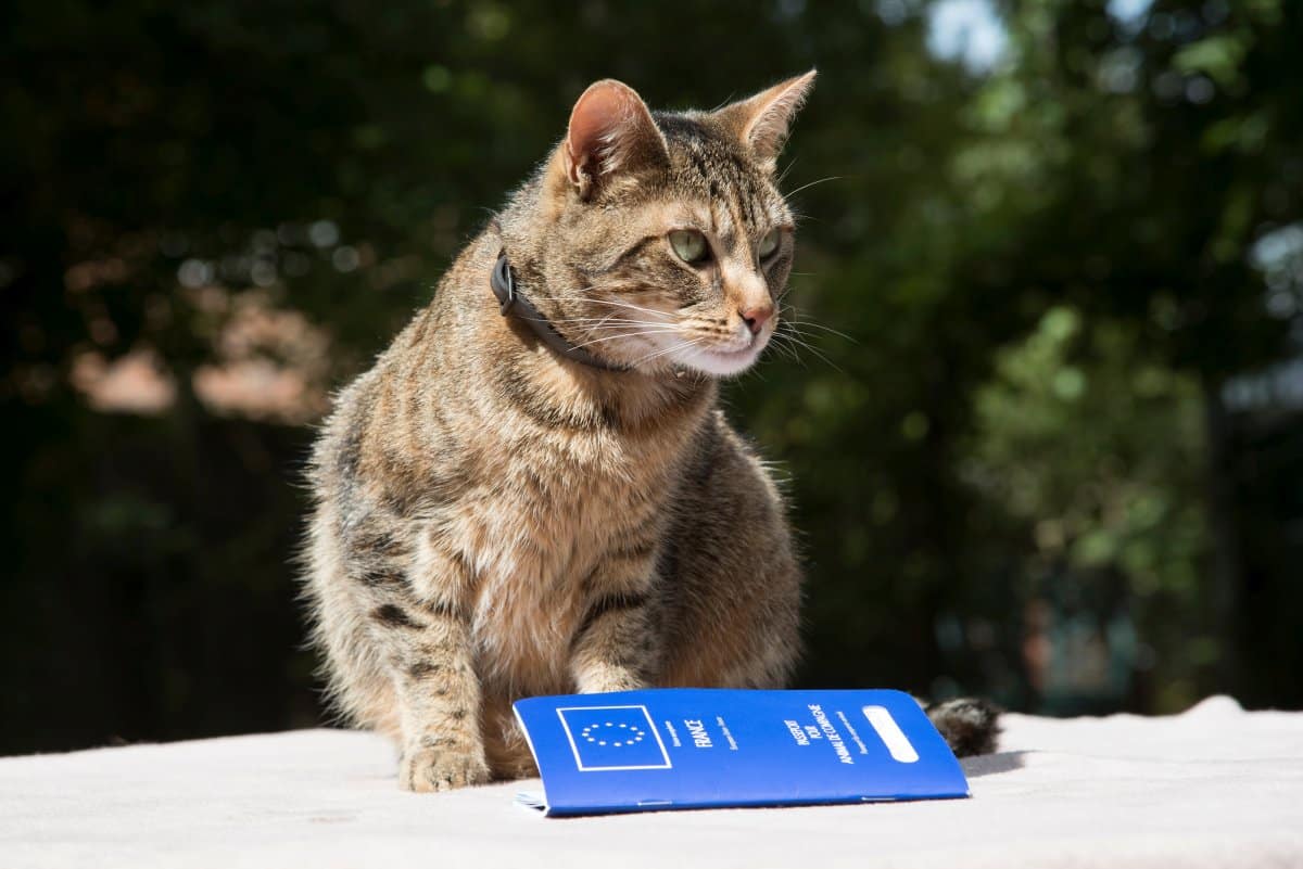 portrait-of-a-cat-with-her-pet-passport-issued-in-the-eu