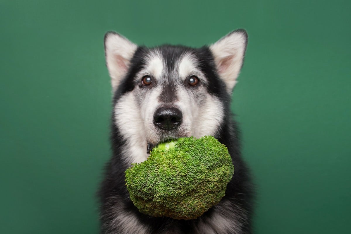 darf ein hund brokkoli essen