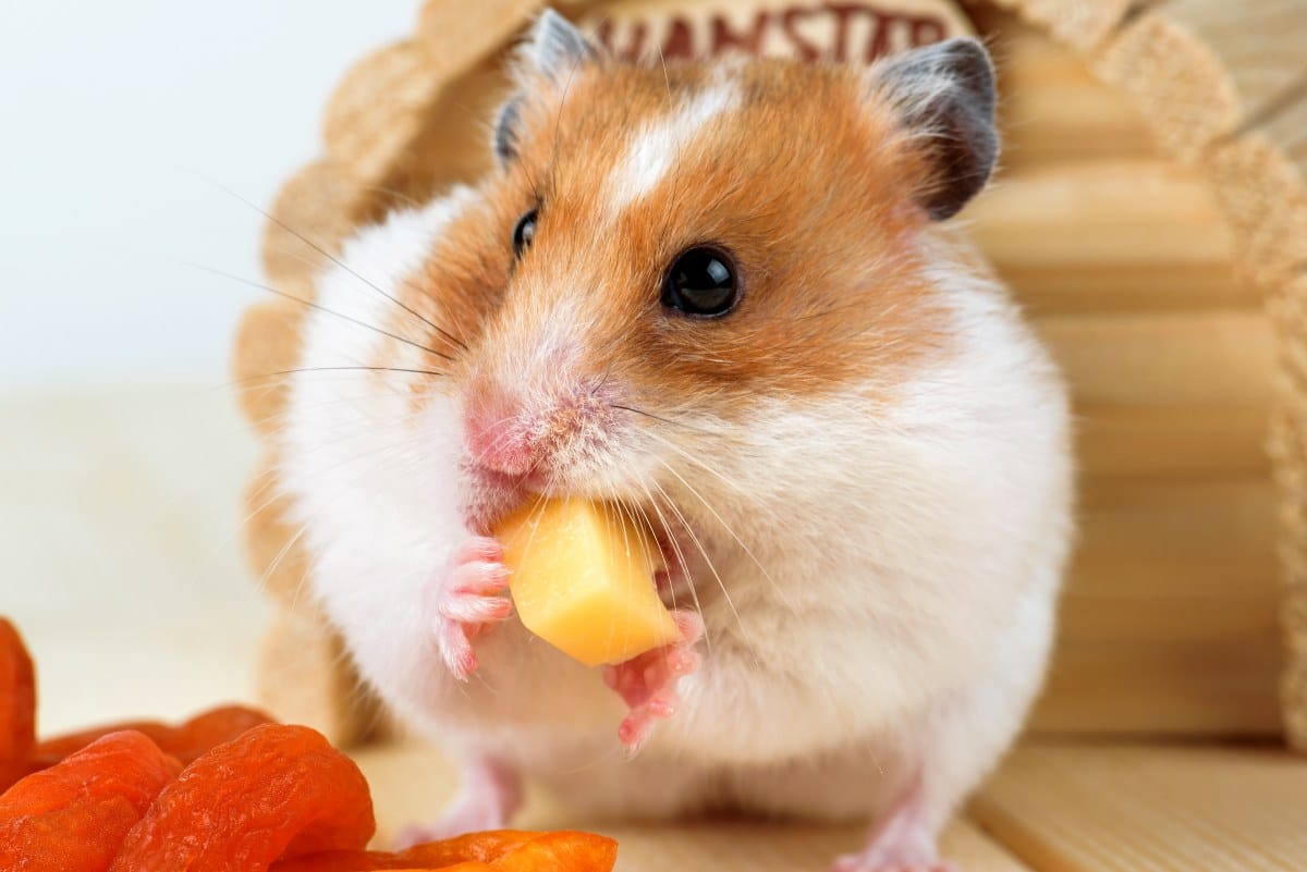 dürfen hamster kartoffeln essen