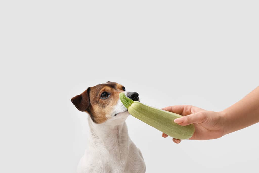 owner-feeding-cute-dog-with-zucchini-on-light-background