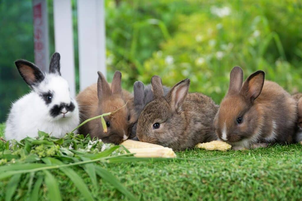 kann man kaninchen überfüttern