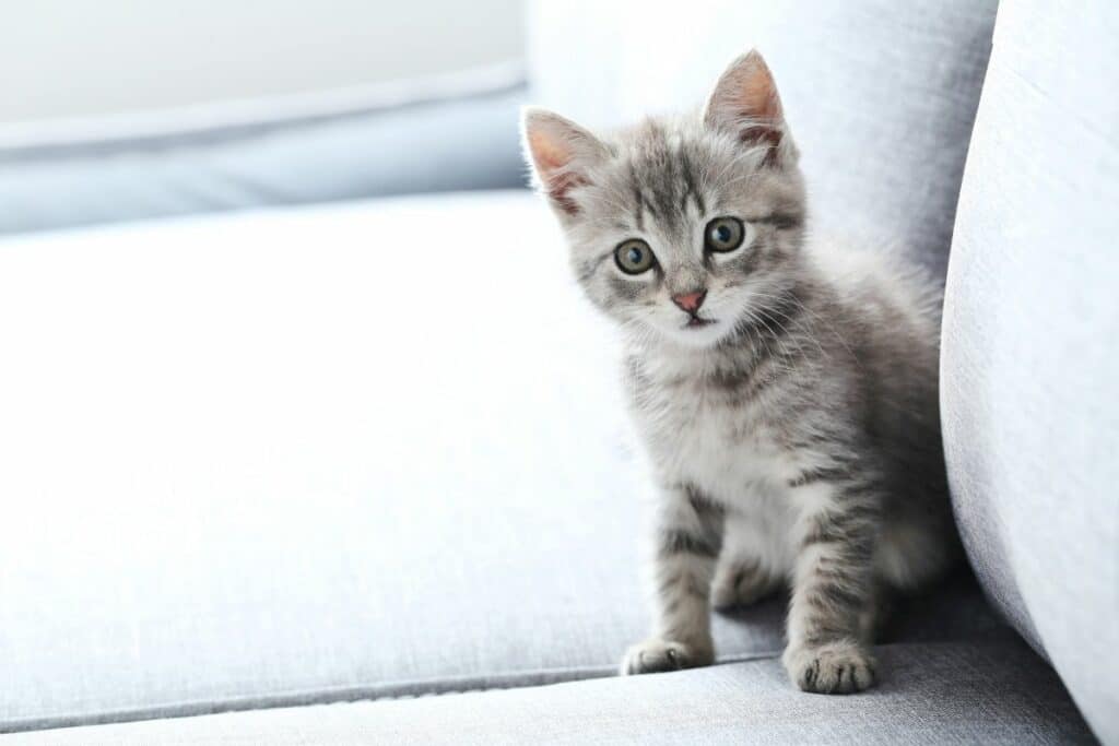 beautiful-little-cat-on-a-grey-sofa