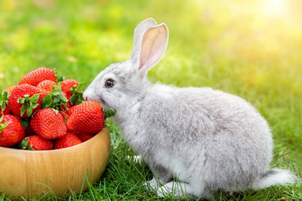 duerfen-kaninchen-erdbeeren-essen-3