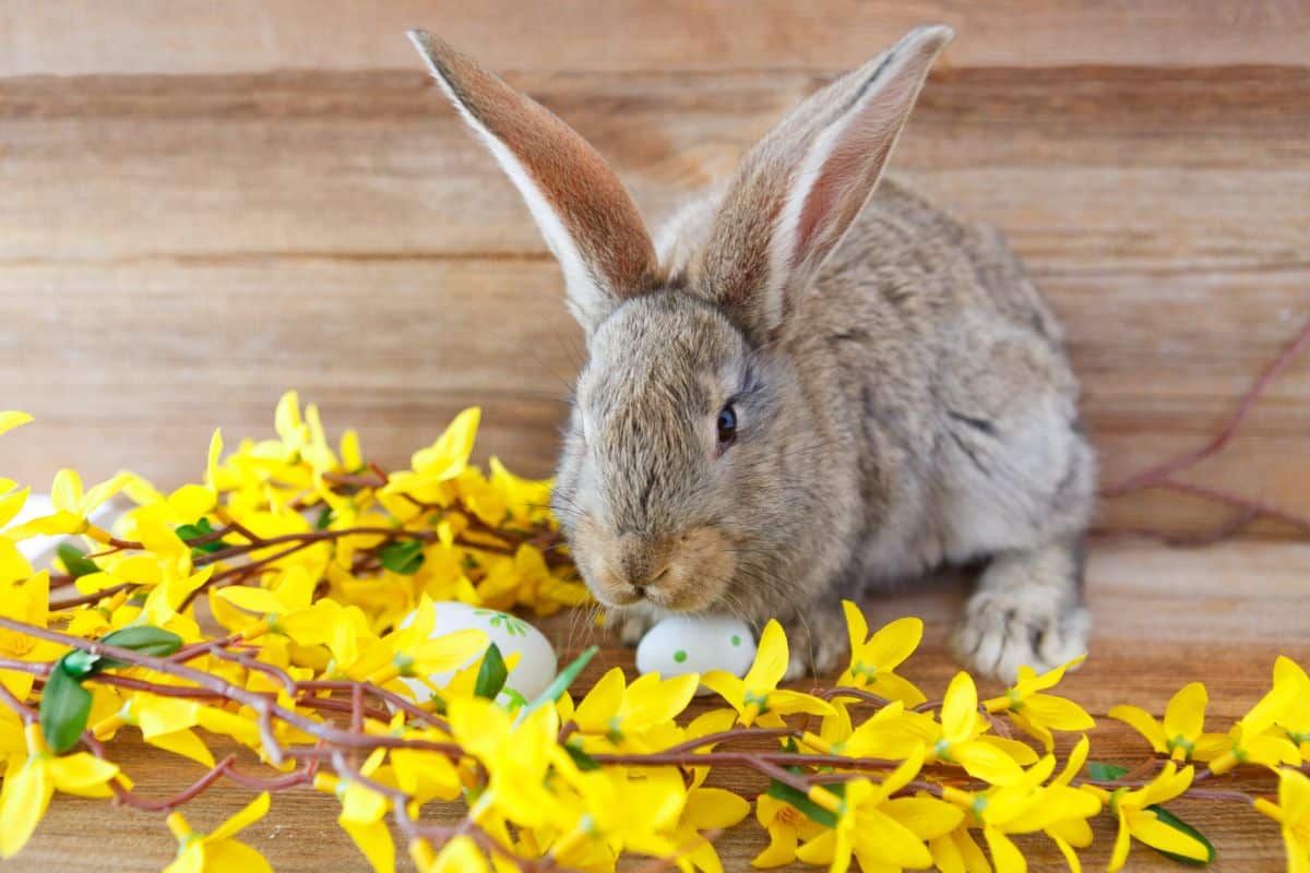 easter-bunny-between-yellow-flowers