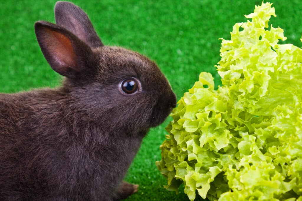 rabbit-eating-salad