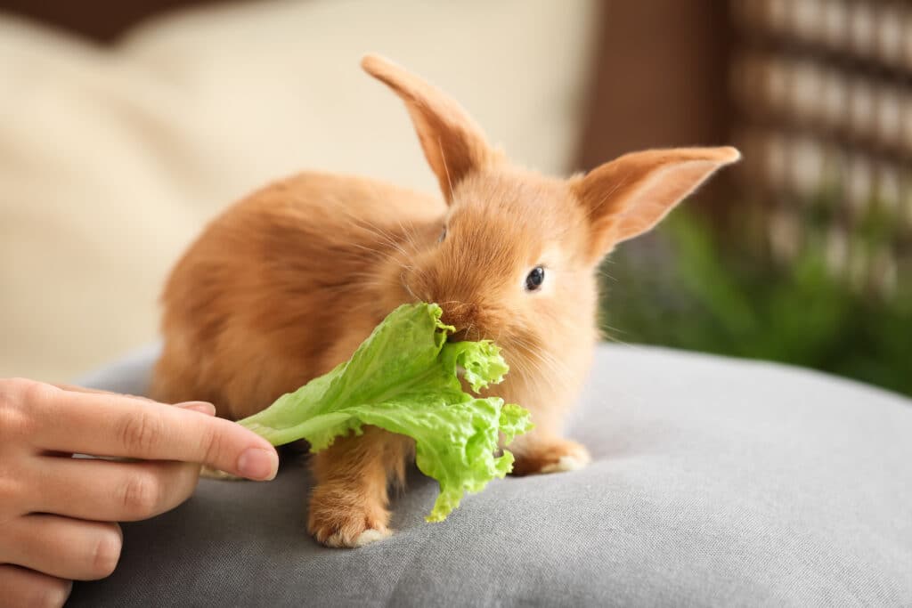 woman-feeding-cute-fluffy-bunny-at-home