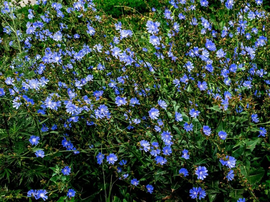 small-clearing-of-bright-blue-flowers-of-chicory-a-wild-plant-used-in-medicine